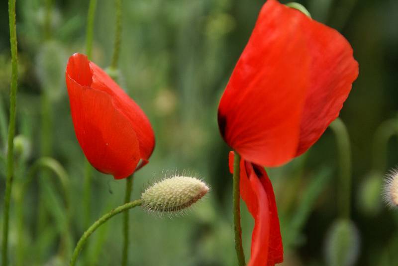 Unser Orchideenpark Bild Nr.104